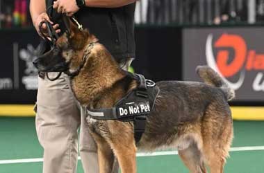 K9 Units Providing Improved Security at Las Vegas Casinos