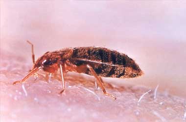 Bed Bugs